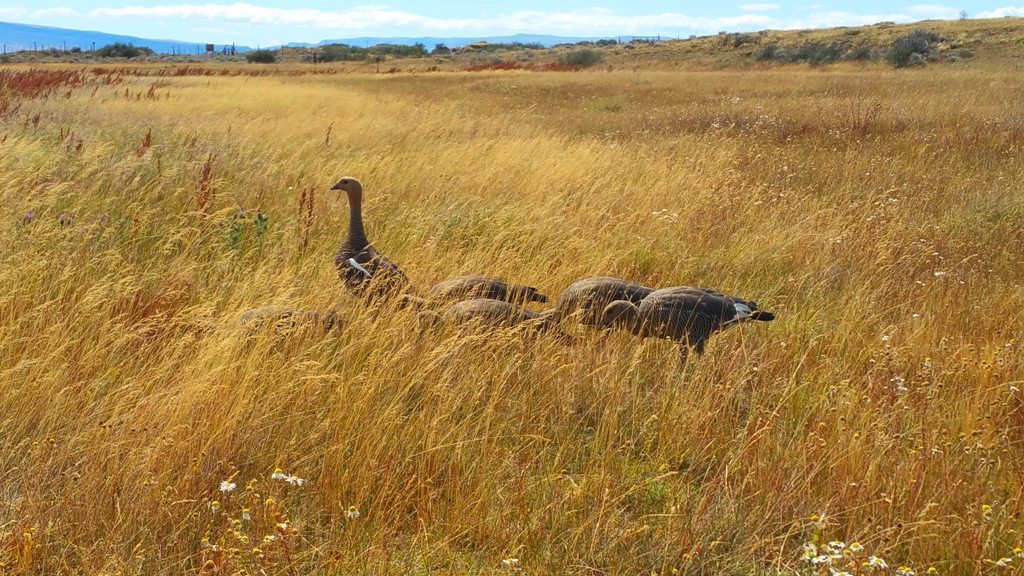 el_calafate_laguna_nimez_12