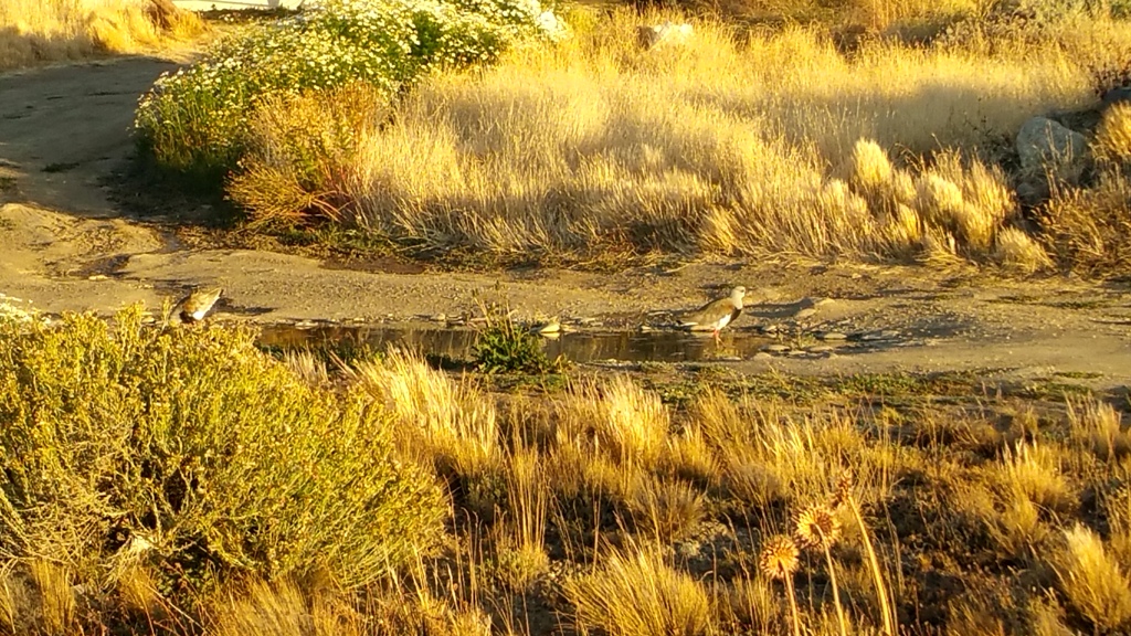 el_calafate_laguna_nimez_3