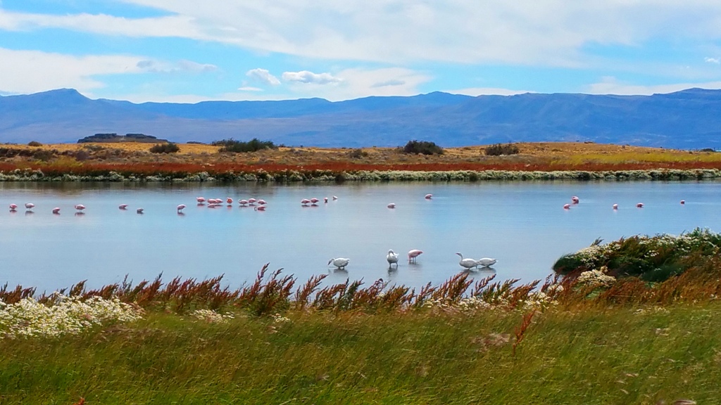 el_calafate_laguna_nimez_4
