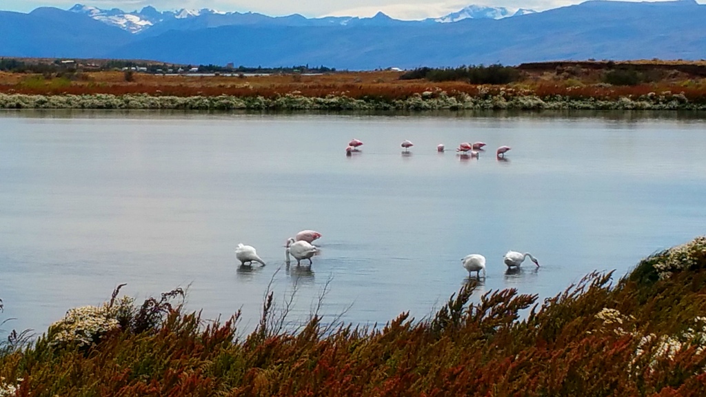el_calafate_laguna_nimez_5