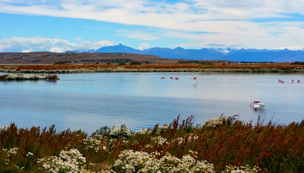 el_calafate_laguna_nimez_6