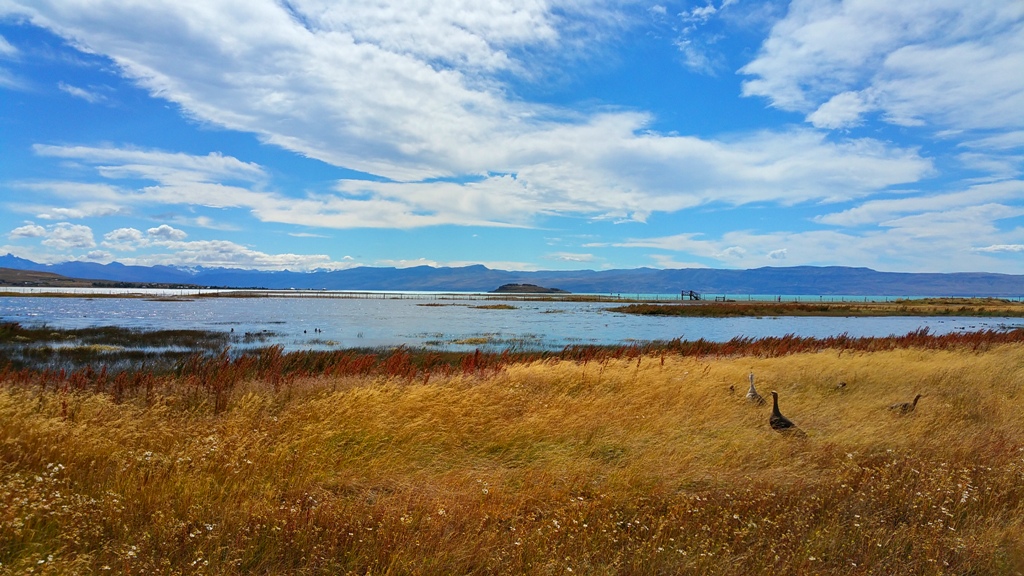 el_calafate_laguna_nimez_9